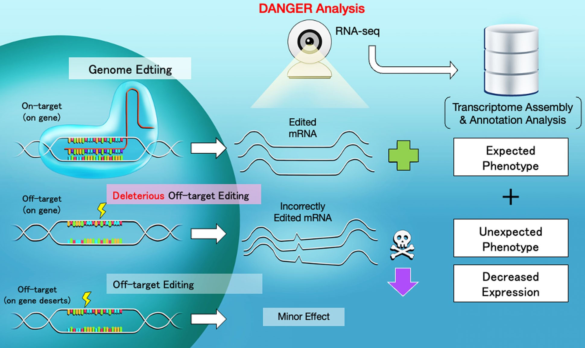 Scheme of CRISPR-Cas9 targeting, deleterious off-target editing, and DANGER analysis