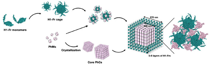 In-cell assembly process of H1-Fr/PhC