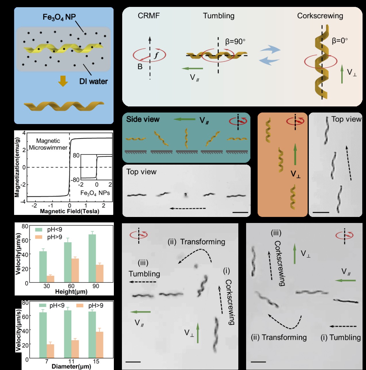 The adaptive locomotion of shape-morphing helical microswimmer