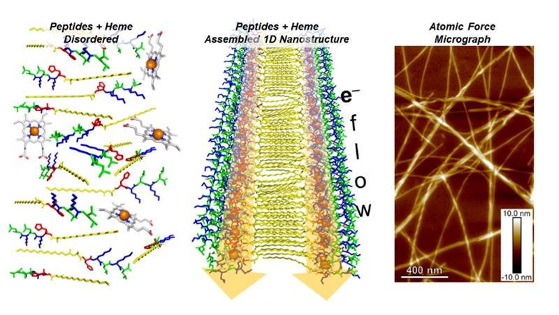 Peptide molecules and heme disordered in solution (left) are transformed into an ordered one-dimensional (1D) self-assembled nanostructure (center) that supports electron flow, as imaged by Atomic Force Microscopy (right)