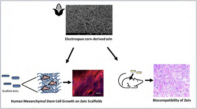 Schematic illustration of the electrospun zein scaffold and its evaluation for use as a tissue engineering scaffold