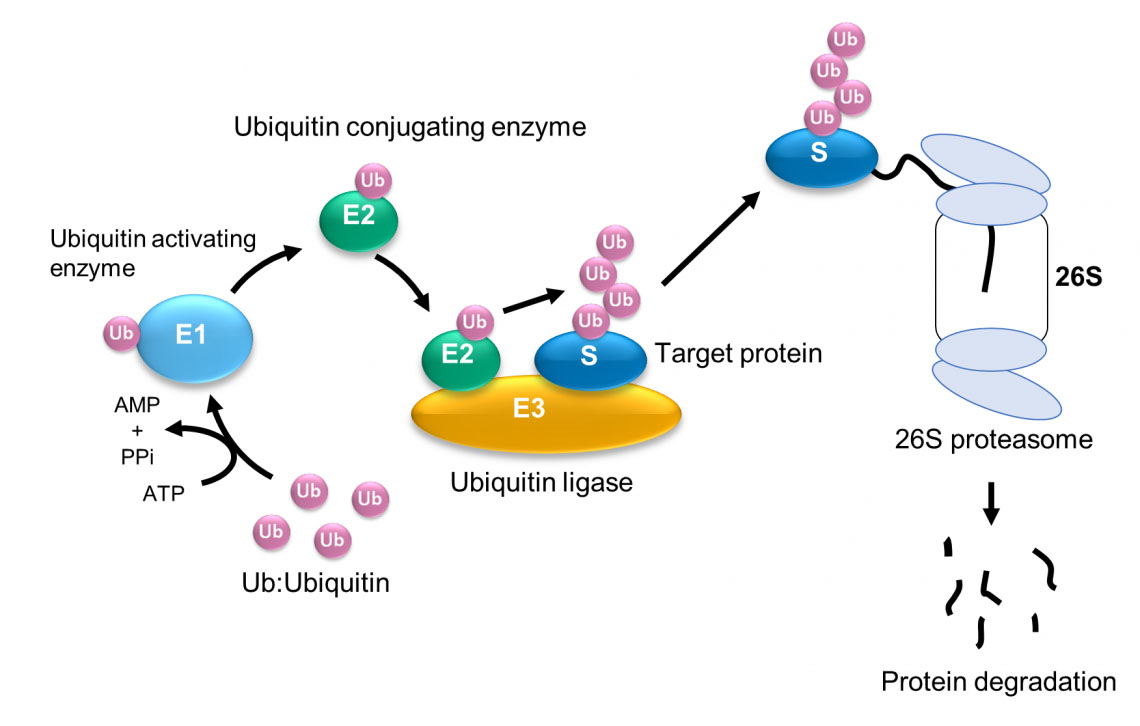 Ubiquitination and degradation of protein by the ubiquitin-proteasome system