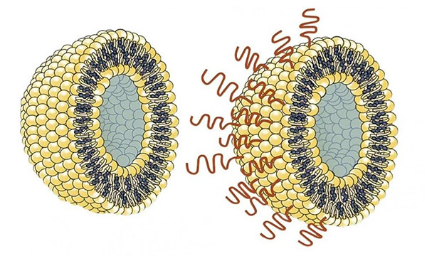 coated liposomes