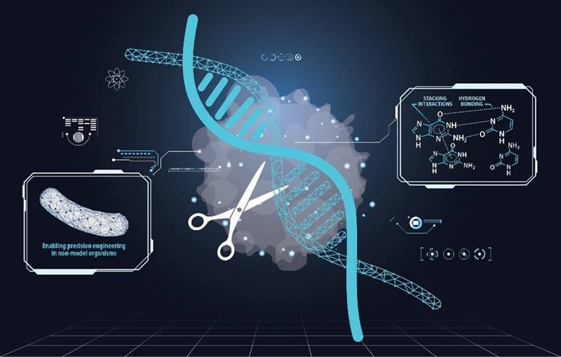 CRISPR Cas9 gene editing tool