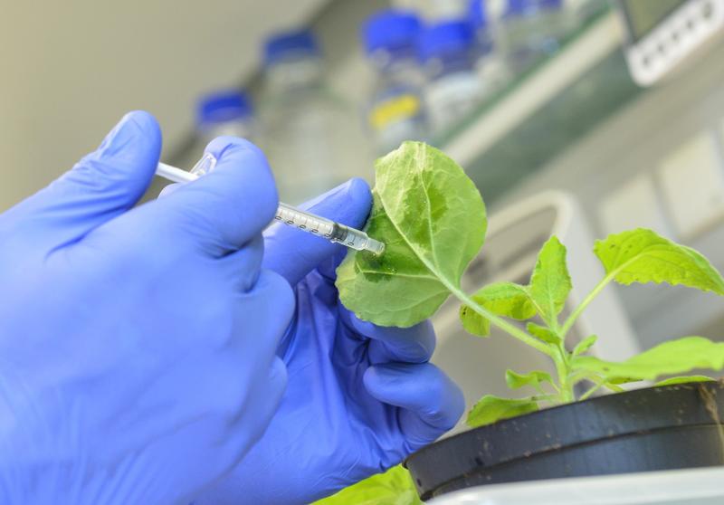 vaccinating a plant
