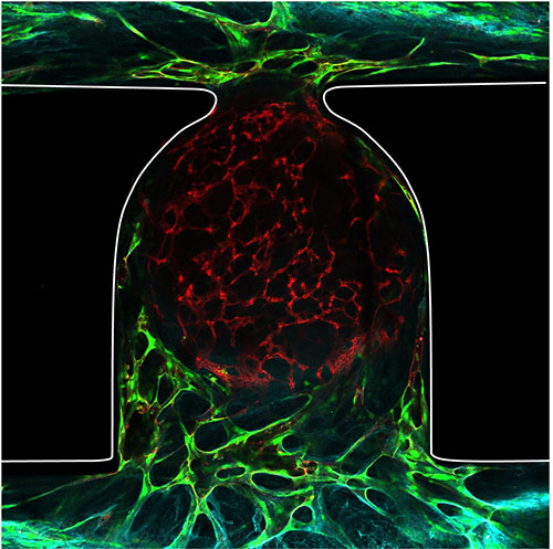 Endothelial network formation perfusing an organoid trapped in the microfluidic chip