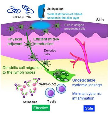 Schematic diagram illustrating jet injection of a 'Naked mRNA' vaccine