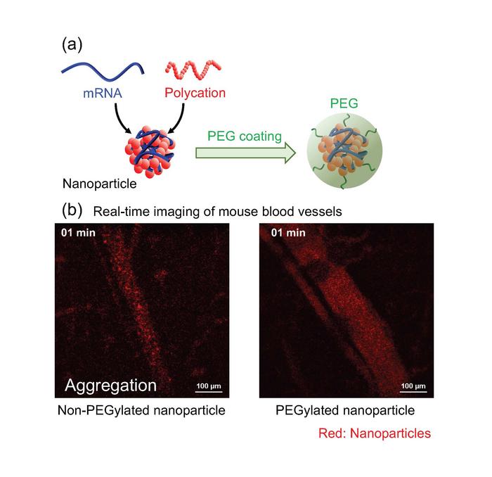 Polymeric mRNA delivery nanoparticles