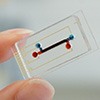 A microfluidic platform that simulates human digestion