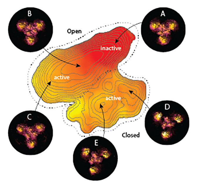 High-Speed Atomic Force Microscopy allowed the characterization of the entire landscape of structural shapes that the amino acid transporter could adopt (yellow-red area with population density lines) between its open (A,B,C) and closed (D,E) states