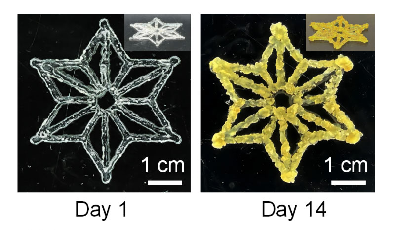 plant cells 3D printed in hydrogel grow and begin flourishing into yellow clusters