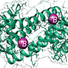 Chemists produce new-to-nature enzyme containing boron