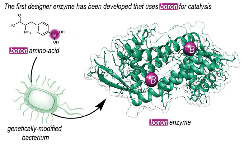 artificial amino acid containing boron in an enzyme