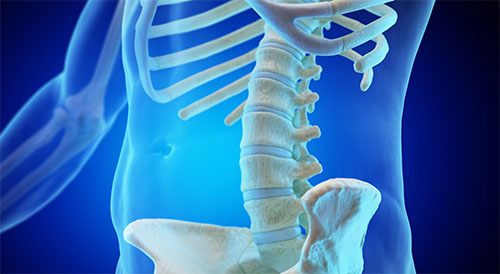 human spine
