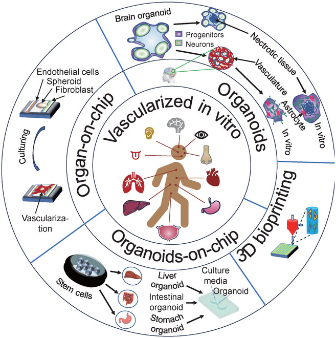 Various techniques, including organ-on-chip, organoid, organoid-on-chip, and 3D bioprinting, are effective methods to create vascularized chips in vitro