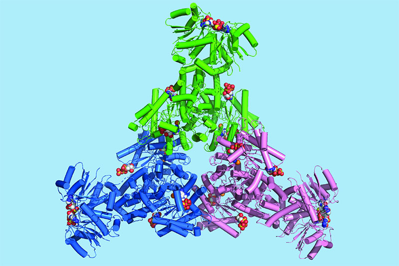 A 3D structure of the full-length Cad1 protein