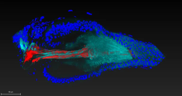 Lactobacillus, a beneficial bacterial species (red), has genes that enable it to attach to a specific region of the fruit fly gastrointestinal tract (blue/cyan)