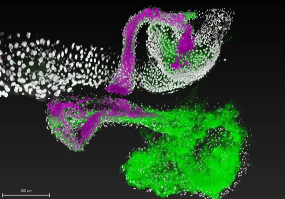 Lactobacillus, a beneficial bacterial species (magenta), attaches to specific regions (green) of the fruit fly gastrointestinal tract (white)