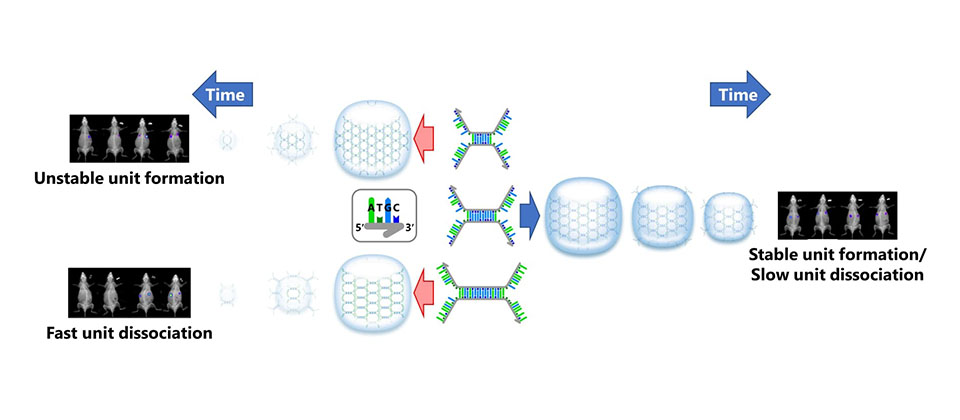 Takumi-shaped DNA nanostructures form stable DNA hydrogels with high in vivo retention abilities