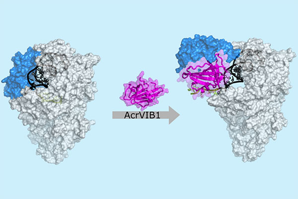 Cryo-electron microscopy image: The anti-CRISPR protein AcrVIB1 (magenta) attaches to the nuclease Cas13b (light gray) and strengthens its binding to the CRISPR RNA (crRNA; dark gray and green). AcrVIB1 induces a structural rearrangement in the nuclease (blue) and exposes the CRISPR RNA, which can then be cleaved and subsequently degraded.