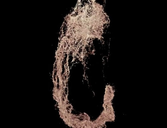DNA microscope creates 3D images of organisms from the inside out