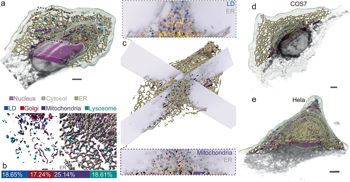 Fast segmentation and multiplexing imaging of organelles in live cells