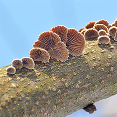 split-gill mushroom grows on dead wood