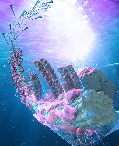 Horizontal and vertical oriented collagen tissue models were fabricated with flow
