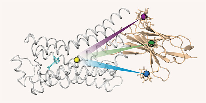 Antibody (beige) tagged with three tiny paramagnets enables the localization of atoms (yellow) within a GPCR (gray)