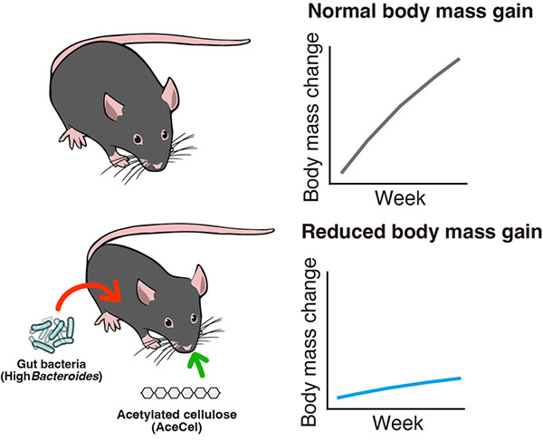 Mice provided the prebiotic acetylated cellulose gained much less weight if they also had Bacteroides bacteria in their distal intenstine