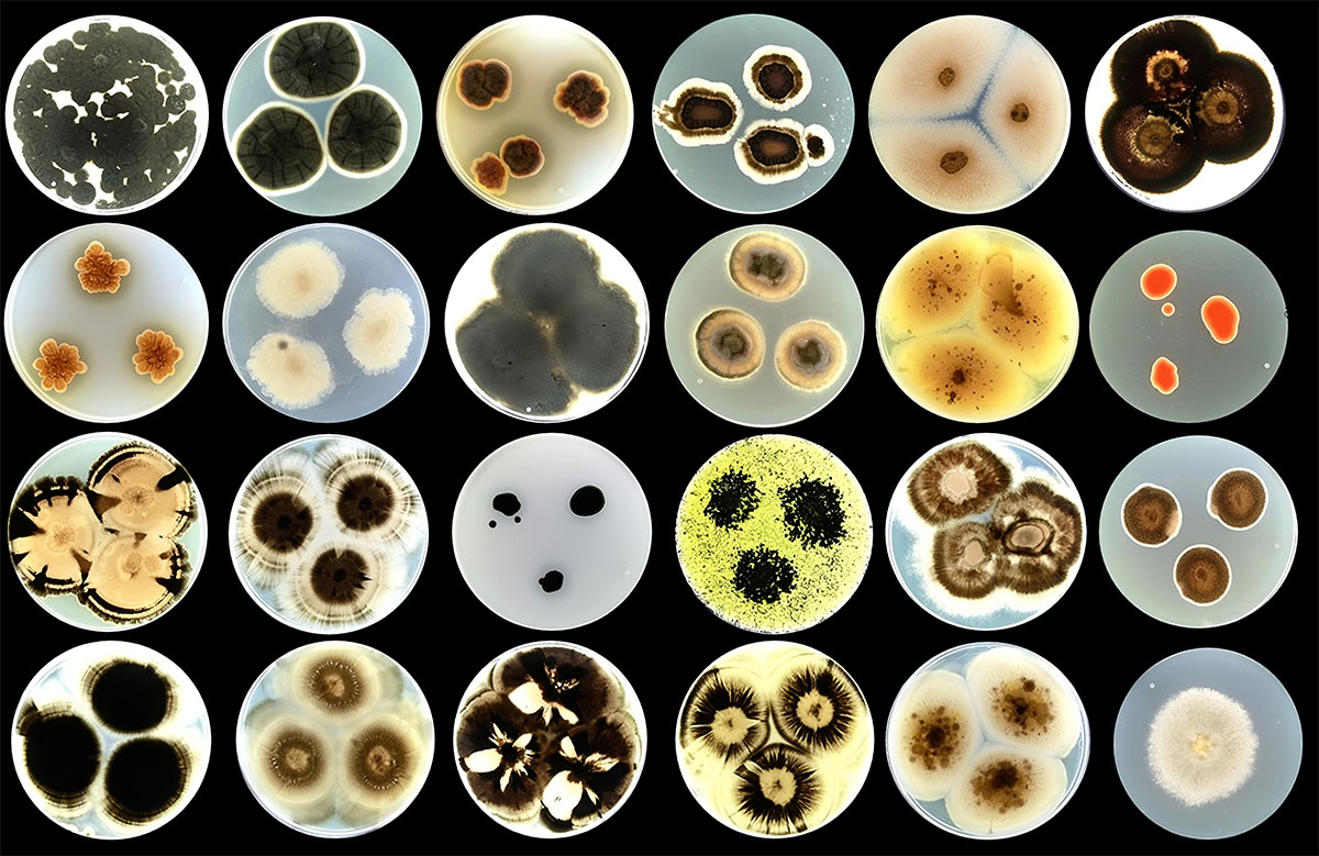 A variety of fungal species isolated from building facades