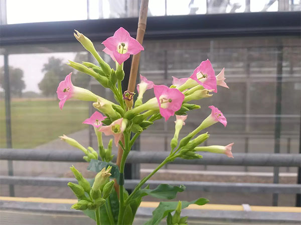 flowering tobacco plant