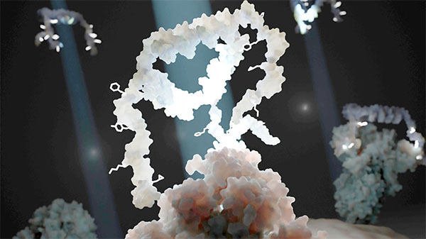 Illustration of the Multivalent Evolved DNA-based SUpramolecular Assemblies (MEDUSA), shown in white, interacting with a target protein (pink)