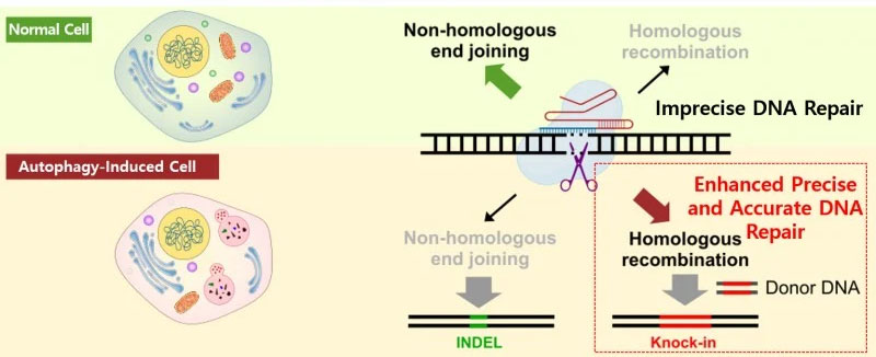 Illustration showing how autophagy induction increases the efficiency of precise gene editing