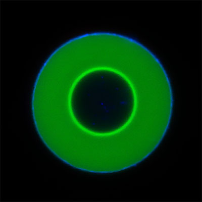 A wave of 'guest molecules' (light green) on its way into the center of a DNA droplet