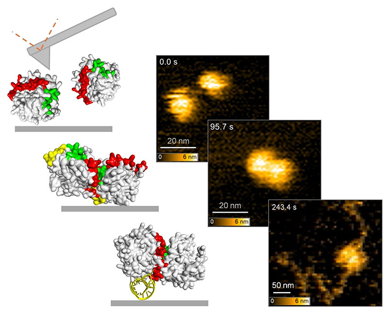 Real-time imaging of structural dynamics of ADAR1