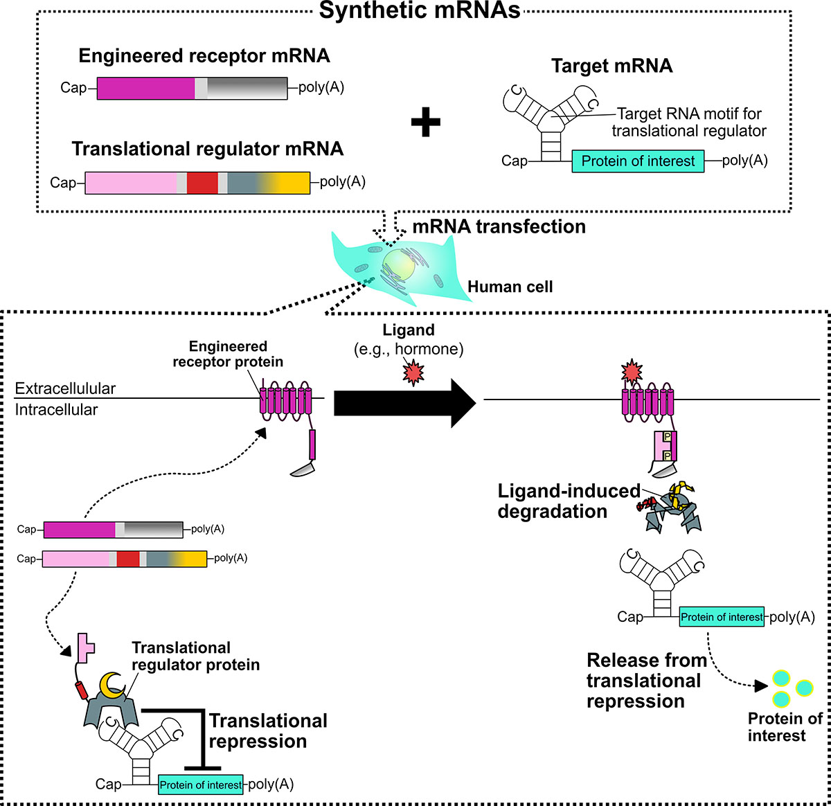 Schematic representation of extracellular ligand-inducible translational regulation based on an engineered receptor and translational regulator protein