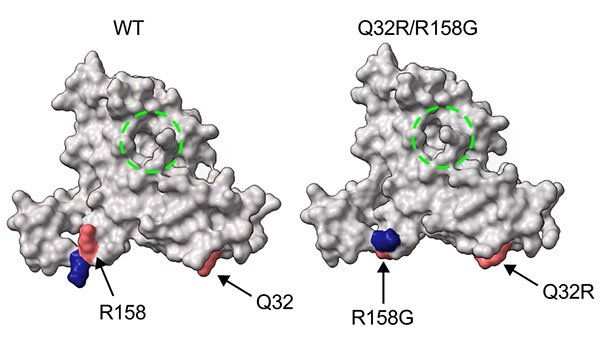 Example of protein improved by PROTEUS