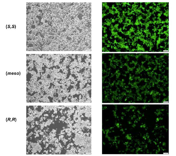 The cell survival (left panels) and GFP expression (right panels) after the introduction of ALC-15 isomers