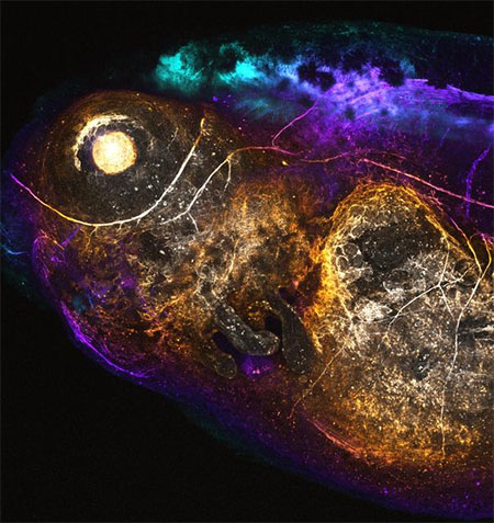 Fluorescently tagged neural molecule imaged in a living tadpole, with colours representing imaging depth. The brain and spinal nerves appear near the top in turquoise to purple.