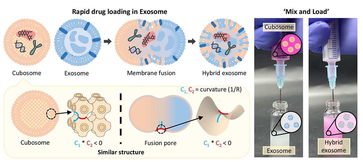 Schematic of the membrane fusion process between fusogenic lipid nanoparticle (cubosome), and exosome for rapid and efficient drug loading into exosomes. The rapid membrane fusion allows a simple workflow, mix-and-load