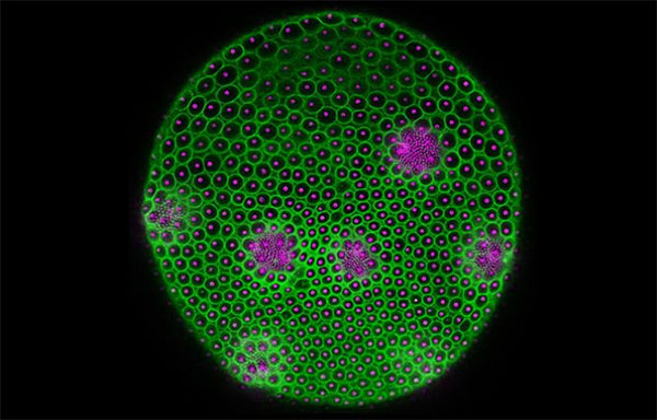 Volvox carteri