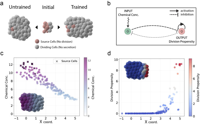 chematic of horizontal elongation in an optimized cell cluster