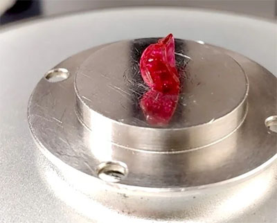 Hydrogel sample with red dye for visibility