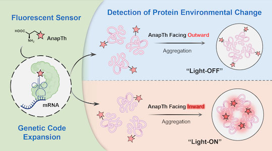 A fluorescent sensor tracks protein folding in living cells, switching light signals on or off to reveal local environmental changes and aggregation states