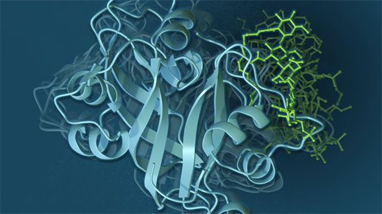 Shown here is an Illustration of predicted binding modes between a large, flexible ligand and its protein receptor, depicting the dynamics influencing the strength of the molecular interactions