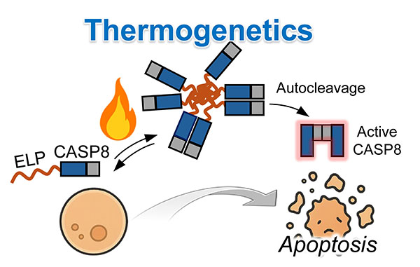 Schematic of the thermogenetic tool for controlling CASP8 activation inducing programmed cell death
