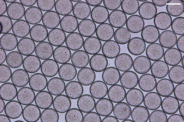 Array of Escherichia coli Nissle 1917 nanocultures