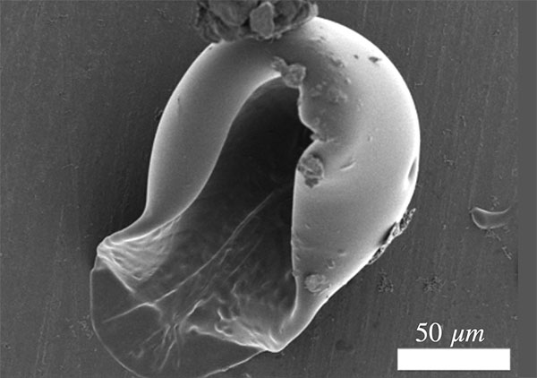 Nanocultures of Escherichia coli Nissle 1917 crack open under osmotic swelling