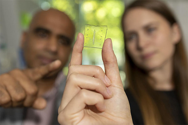 Ankur Singh and Rachel Ringquist point to the microscopic lung-on-a-chip that has a built-in immune system